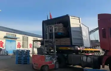 Ang Qinhuangdao Tongyou Potato Industry ay Nagpapadala ng 10 Container ng Export Sweet Potato Starch sa South Korea